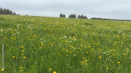 Wide view of a blooming meadow covered with yellow wildflowers in a peaceful countryside landscape with green fields and gentle hills.