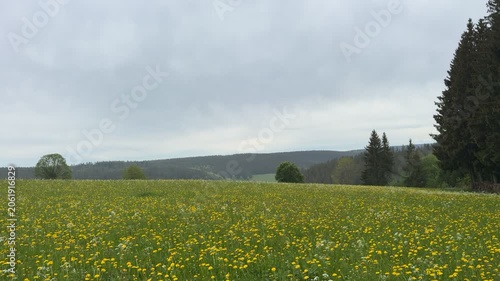 Wide view of a blooming meadow covered with yellow wildflowers in a peaceful countryside landscape with green fields and gentle hills.