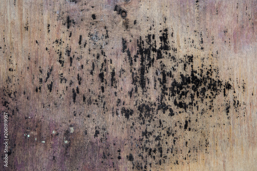 Картината върху платно Close-up texture of old plywood surface heavily covered with black mold spots and fungus