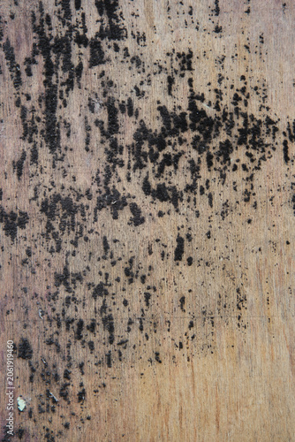 Close-up texture of weathered plywood surface with unique dark purple discoloration, thin vertical cracks, and spreading spots of black mold. Grungy abstract backdrop of old construction