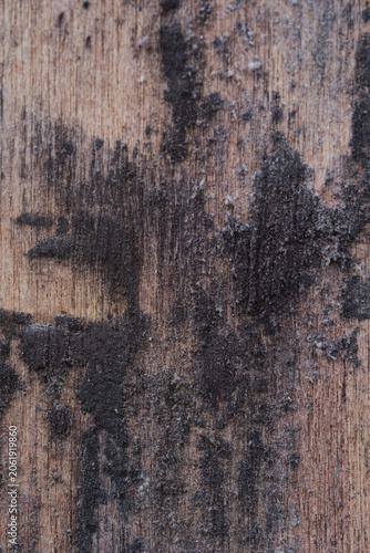 Detailed vertical texture of weathered wood board with a major crack running down, surrounded by dark purple moisture stains and small black mold clusters. Rustic timber surface ruined by humidity.