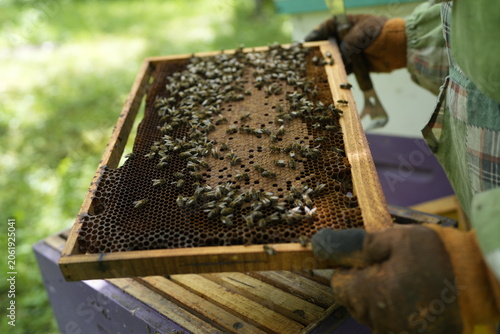 Close-Up of Healthy Bees Covering Honeycomb Frame Held by Beekeeper During Hive Inspection in Summer Apiary for Honey Production