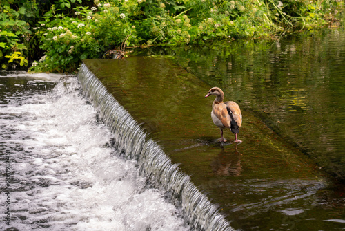 Фотография Egyptian goose standing on a low weir above flowing river water