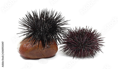 Quadro su tela Black and red sea urchin on stone, Arbacia lixula, isolated on white background,