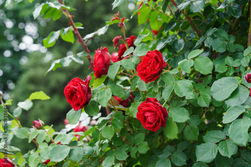 Obraz premium Branch of delicate red roses in full bloom growing in summer garden. Romantic floral background with natural light, decorative flowers and green foliage. Spring and nature, gardening, plant breeding.