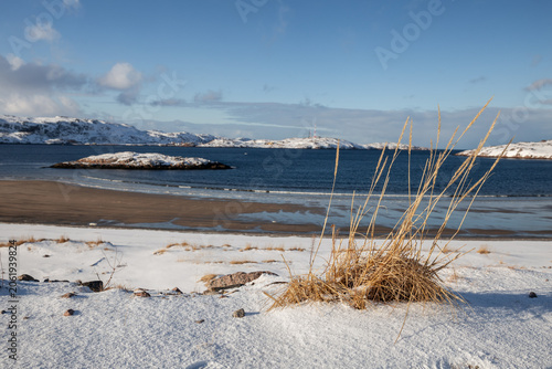 Winter seascape. Dry grass ears on a snow-covered sandy beach. Teriberka Bay, Barents Sea. Murmansk Oblast, Arctic Circle, Russia