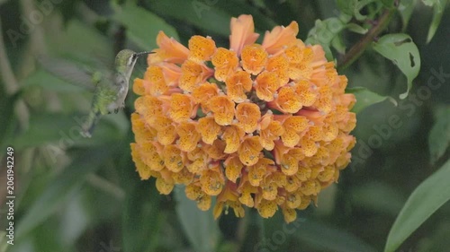 A female of short-tailed emerald hummingbird feeding on trailing lily flowers