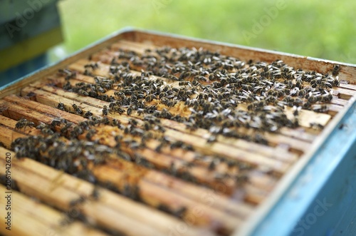 Open Beehive Box with Wooden Frames Covered in Swarming Honeybees at Outdoor Apiary in Summer