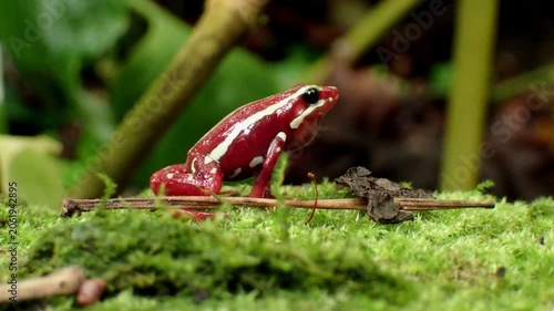 frog on the grass