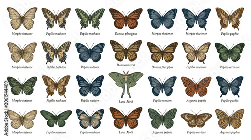 Tableau sur toile Vintage butterfly and moth botanical illustration collection