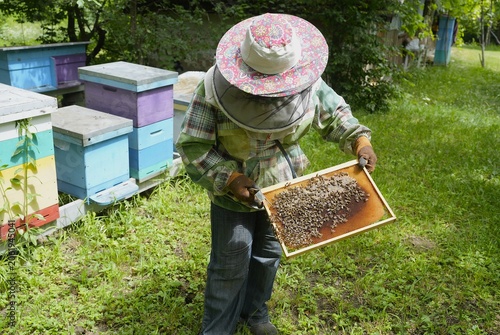 Female Beekeeper in Protective Suit and Hat Inspecting Honeycomb Frame with Bees at Colorful Outdoor Apiary During Summer Honey Production