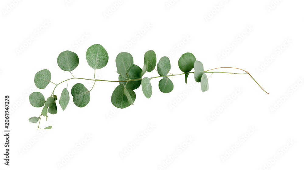 Obraz premium Eucalyptus branch isolated with transparent background png