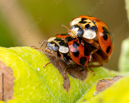 Macro image of lady birds mating. Popular little beetles.