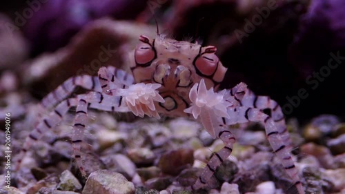 Crab Lybia tessellata with anemones