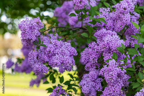 Blooming purple lilac bush in public park. Lush clusters of purple syringa flowers in springtime