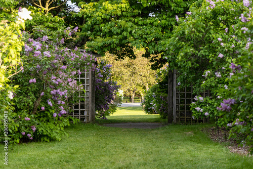 Blooming lilac bushes framed by wooden arbor trellis in spring garden in Ornamental Gardens in Ottawa, Ontario. Scenic green grass path through blooming lilacs