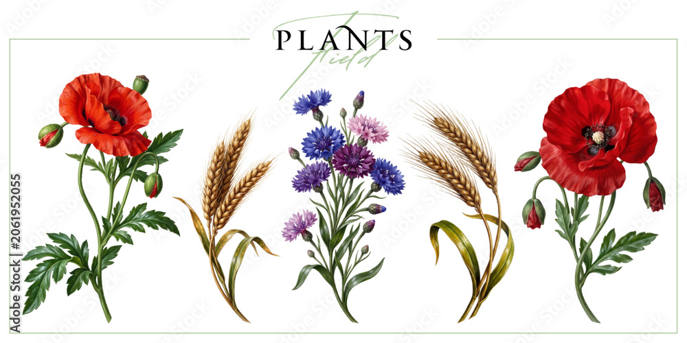 Obraz premium Field flowers and ears of corn isolated on a white background. Vintage painting style illustration.
