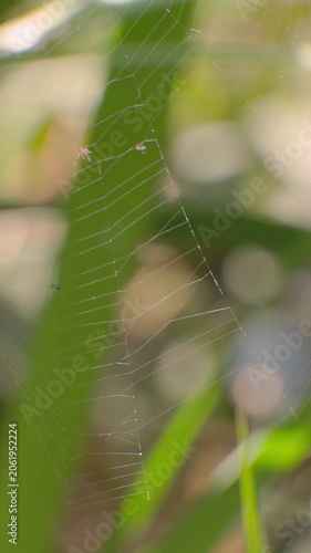 A spiderweb being rocked by a soft wind
