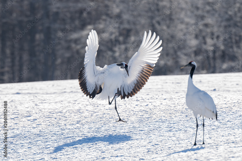 Obraz premium Red-crowned crane landing on snowy field in Tsurui Village, Hokkaido / 北海道鶴居村の雪原に舞い降りる丹頂