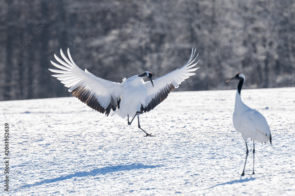 Obraz premium Red-crowned crane landing on snowy field in Tsurui Village, Hokkaido / 北海道鶴居村の雪原に舞い降りる丹頂