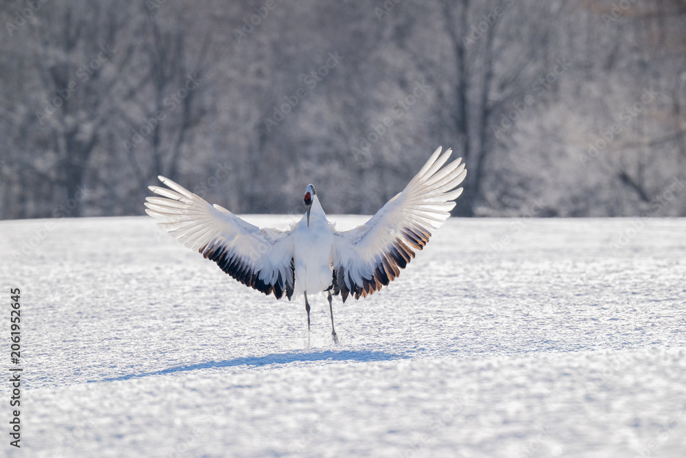 Obraz premium Red-crowned crane landing on snowy field in Tsurui Village, Hokkaido / 北海道鶴居村の雪原に舞い降りる丹頂