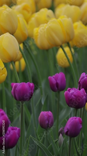 Vibrant purple tulips in sharp focus foreground. Soft blurred yellow tulips background. Green stems. Spring flower field. Contrast, color harmony, fresh, seasonal beauty.