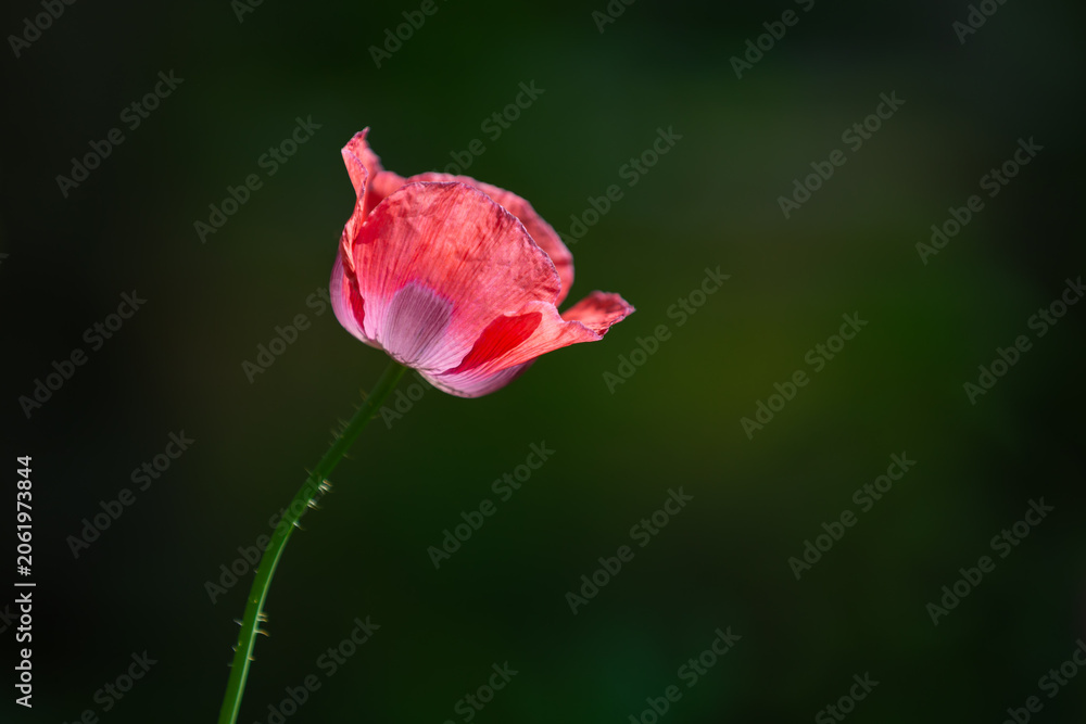 Obraz premium Selective focus of Papaver somniferum with warm sunlight in summer, Commonly known as the opium poppy or breadseed poppy, Pink red flower in the garden with lush green grass, Natural floral background