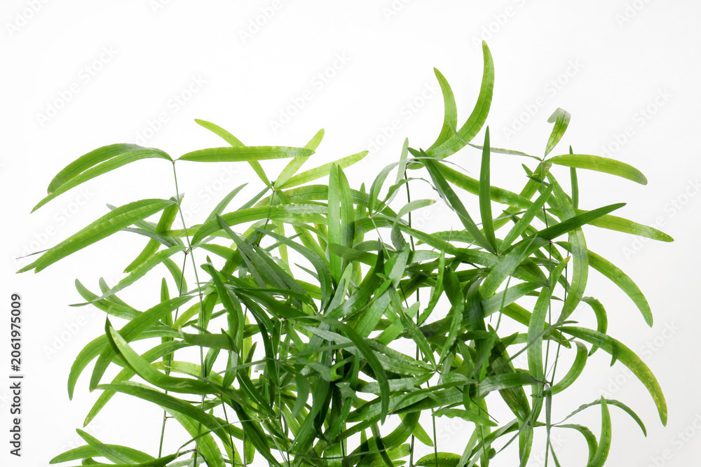 Fototapeta premium Branches with green bamboo leaves on white background