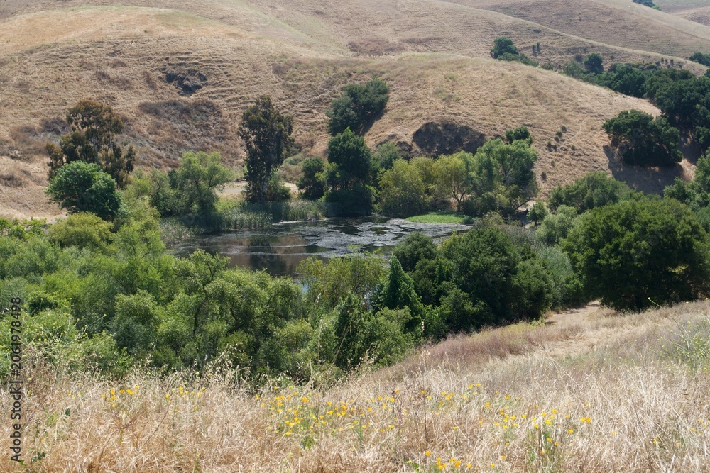 Fototapeta premium Hidden Water in the Dry Hills: A Quiet Pond Nestled Among Green Trees and Golden Slopes