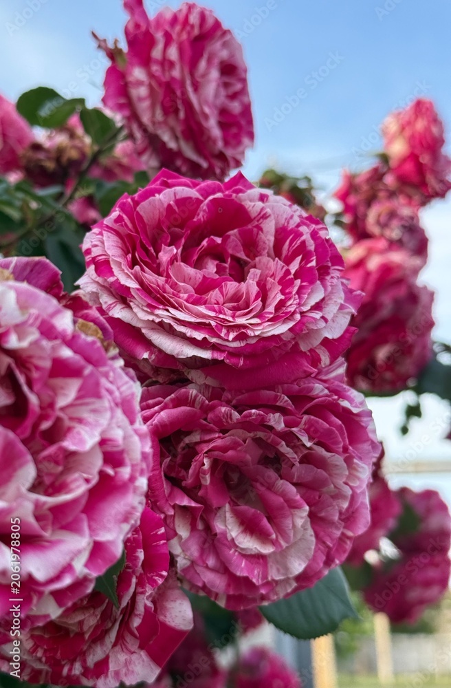 Fototapeta premium Pink rose flowers and green leaves on bush outdoors, closeup