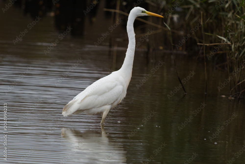 Obraz premium A majestic Great White Egret stands gracefully in the calm waters of a lush marshland. The elegant bird reflects in the surface, creating a scene of quiet contemplation and natural beauty.