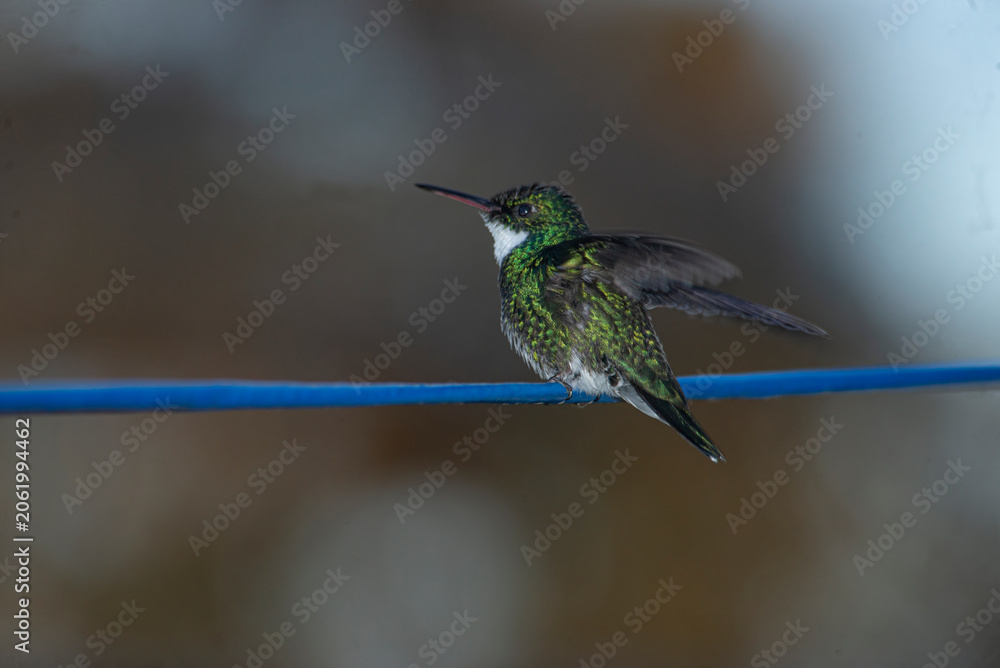 Fototapeta premium Hummingbird perched on a cable , in the yard