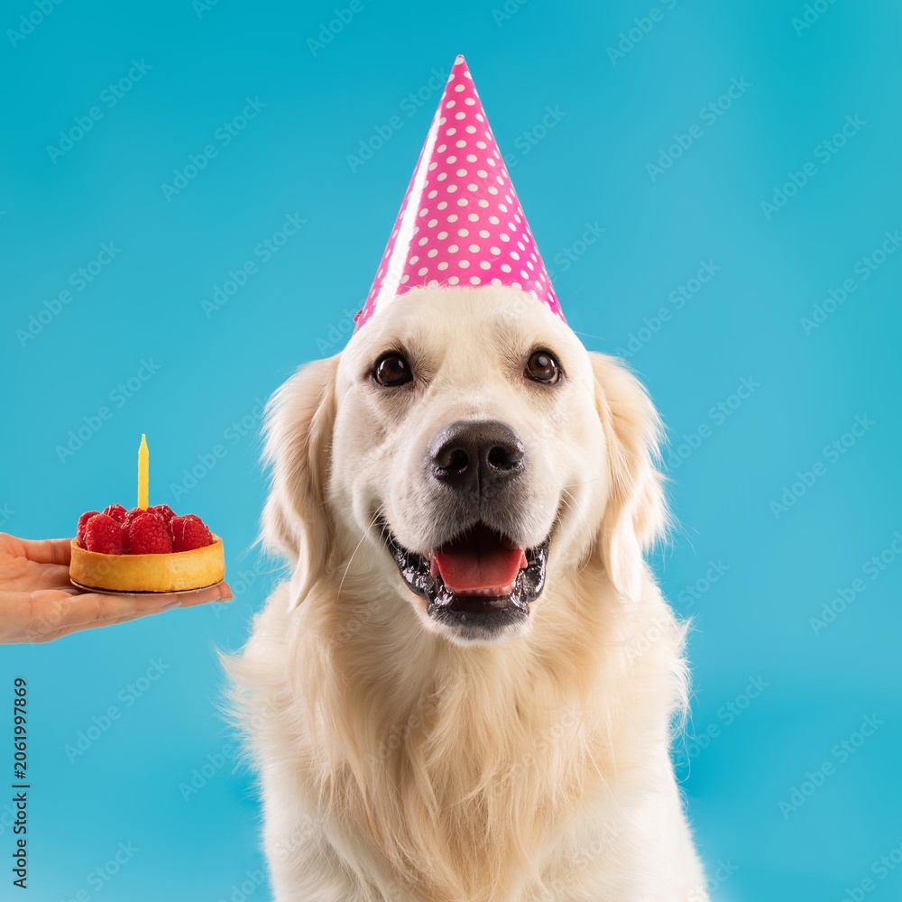 Fototapeta premium Excited Happy Golden Retriever Dog Wearing Pink Party Hat, Smiling With Joy, Celebrating Birthday While Holding Colorful Birthday Cake With Candle In Studio Setting. Pet Celebration Concept.