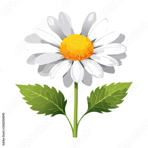 Daisy flower with green leaves isolated