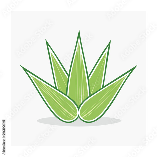 Snake plant top view isolated on transparent background