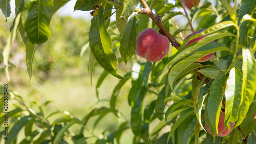 Close-up of ripe peaches growing on a fruit tree branch in a sunlit orchard. Fresh summer fruit surrounded by green leaves with natural background blur, representing agriculture, harvest and healthy f
