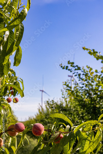 Ripe peaches hanging on tree branches in a sunny orchard. Wind turbines appear softly blurred in the background, illustrating the connection between sustainable agriculture, fruit production and renew