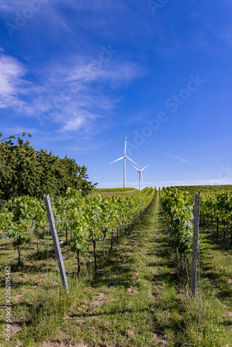 Green vineyard rows stretching toward modern wind turbines on a sunny day in Germany. Sustainable energy and traditional wine growing combined in a scenic rural landscape.