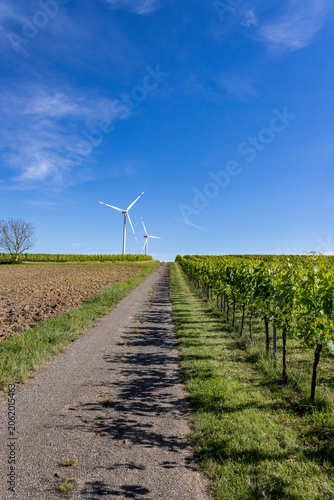 Rural road passing through vineyard rows toward wind turbines under a clear blue sky. Scenic agricultural landscape combining wine production and renewable energy.