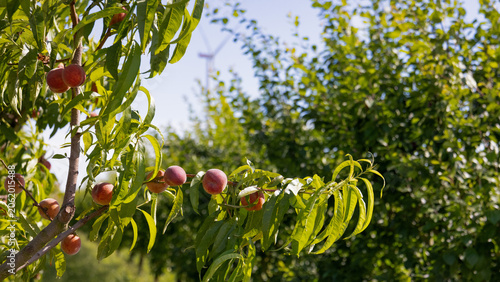 Fresh ripe peaches hanging on tree branches in a sunny orchard. Selective focus highlights the fruit while a wind turbine appears softly blurred in the background, symbolizing sustainable agriculture 