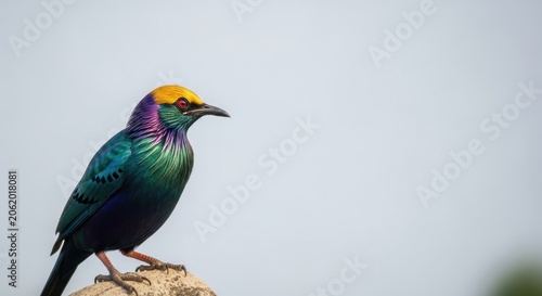 Colorful Starling Bird Perched on a Branch Against a Soft Blue Sky.