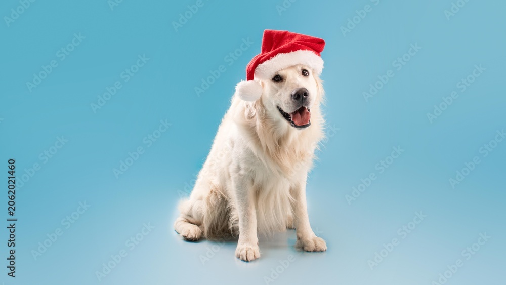 Fototapeta premium Happy Golden Retriever Dog Wearing Cute Santa Hat, Smiling Joyfully At Camera, Sitting On Blue Background. Festive Pet Enjoying Holiday Season, Creating Cheerful Atmosphere For Christmas.