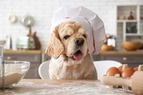Cute dog with chefs hat at ...
