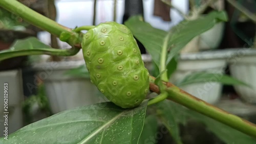 Tampilan buah pace yang masih mentah di batang pohon 