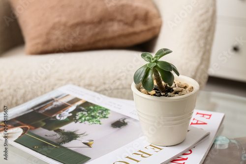 Succulent with magazines on...