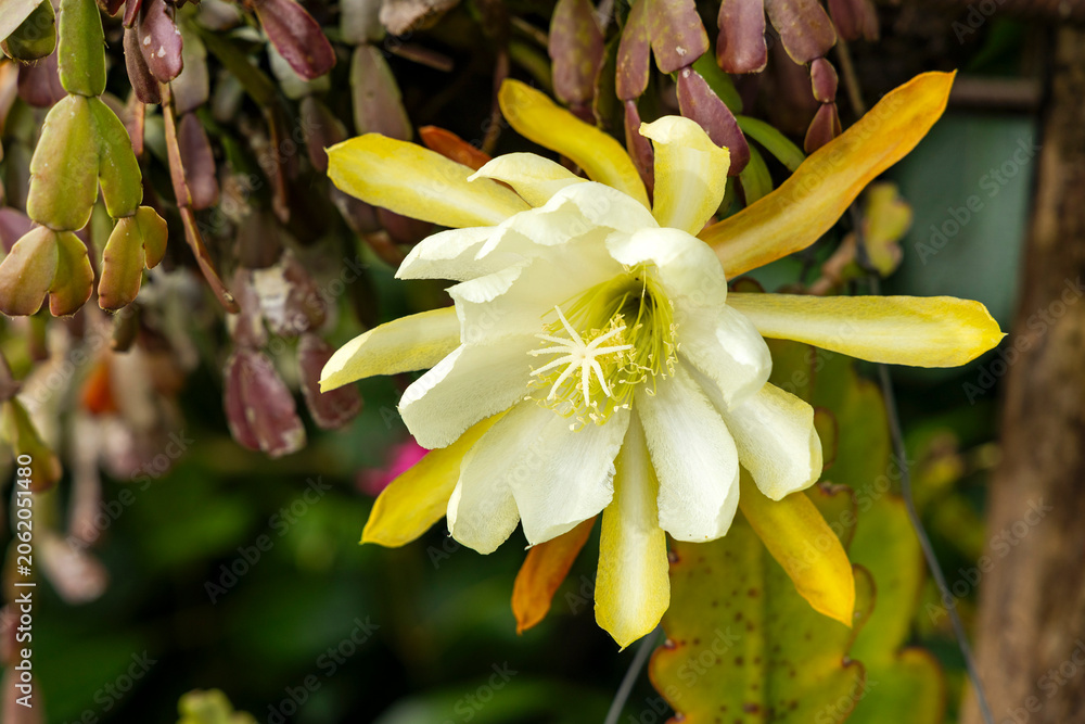 Fototapeta premium Epiphytic cactus or orchid cactus bloom with vibrant cream and yellow petals - Epiphyllum sp.