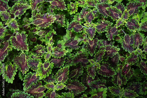 Beautiful top- view of lush Coleus foliage featuring intricate purple and green patterns. A natural botanical background perfect for gardening and nature.