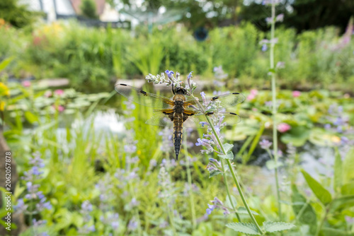 Obraz na plátně Vierfleck (Libellula quadrimaculata)
