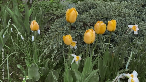 Yellow tulips in front garden on spring day, juniper hedge forms green backdrop, clusters of daffodils and leafy stems, morning.