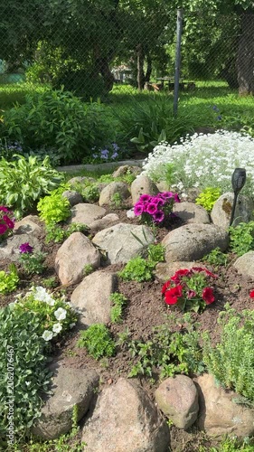 Beautiful rose garden. A colorful garden with red, purple and white flowers of hybrid petunia, surrounded by large stones and lush greenery, illuminated by sunlight on a sunny day.